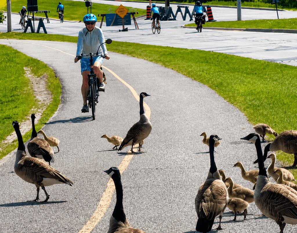 Cyclistes, attention aux bernaches… et à leurs&nbsp;«cadeaux»!